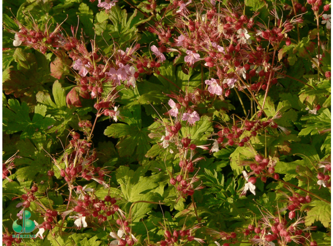 Geranium macrorrhizum